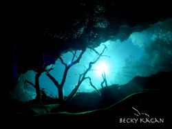 Mayan blue cenote...taken with no stobes at the moulth of... by Becky Kagan 